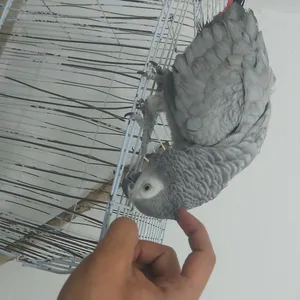 Parrots1