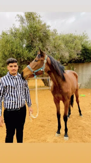 محمد البوزيدي 