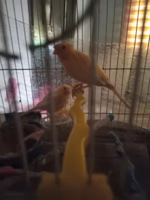 طيور كنار للبيع