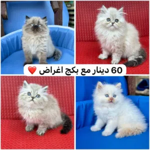 تبارك الخالق هملايا وسكوتش الاسعار ب50 و70  عمر شهرين صحه ونضافه وجمال
