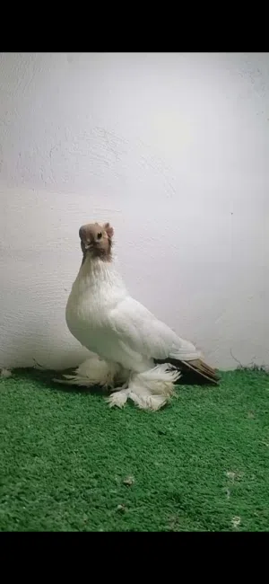 جوز ملك جبل مستوى اول