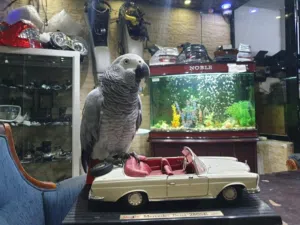 ببغاء كاسكو للبيع