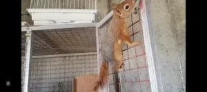 جوز سناجب اروبي