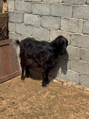 ماعز للبيع