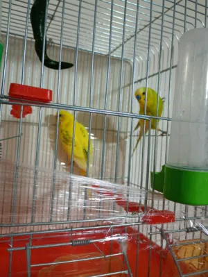 جوز طيور حب للبيع او للبدل على كنار