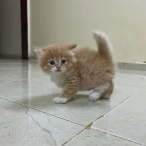 عاوز قطه شهر ونص الجيزه فيصل