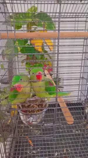 للبيع زوج بغبغاء نيبالي جامبو عمر 4 أشهر