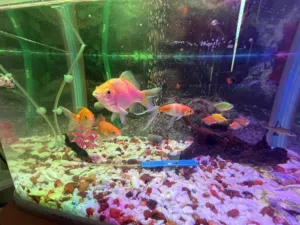 Aquarium with Fishes and cabinet without pump
