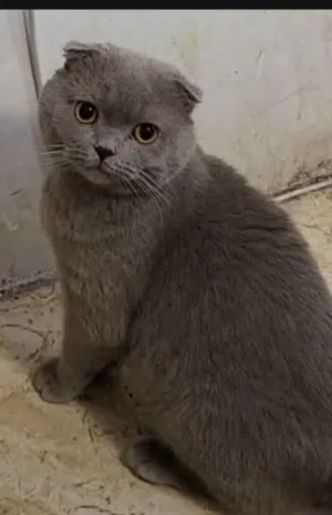 سكوتج فولد