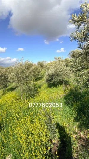 Farm Land for Sale in Jerash Unaybah