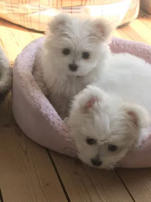 Maltese Puppies Available for Adoption – Male & Female