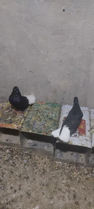 جوز نوري اسود مع جوزين افراخ كبار للبيع اوالبدل على فرنسي جامبو