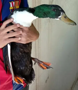 ذكر بط للبيع