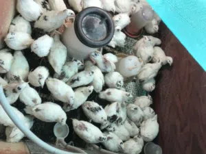 السلام عليكم متوفر سمان جامبو للبيع العدد 104 عمرهم 40 يوم