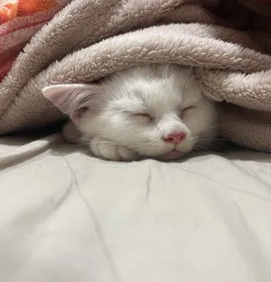 Turkish Angora Baby Kitten for adoption
