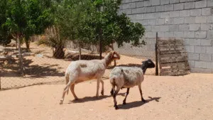2نعاج وطنيات الله يبارك عشار الزوز محصنات وسليمات ضروعهم سليمه سنهم جمع صغير..