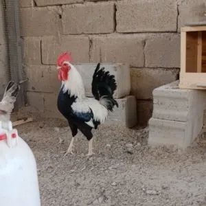 رافد جميل