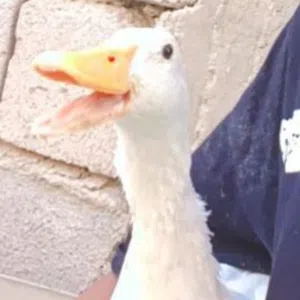 عبوسي 