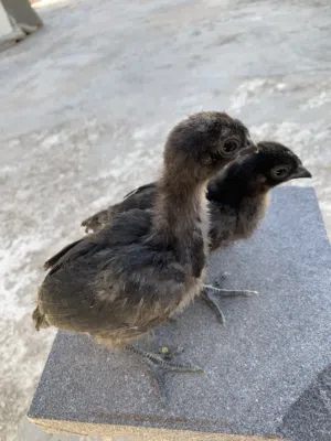 متاح صيصان لمبرجيني عظم اسود للبيع صحه ونظافه بزره صافيه وسلاله نقيه مستورده أعمار من شهر لشهرين