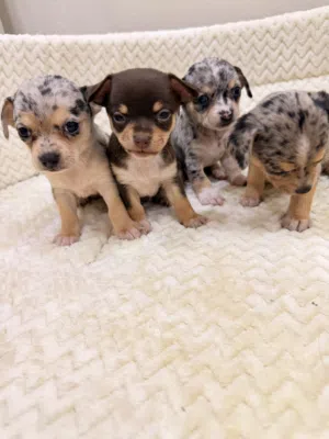Top quality teacup chihuahuas