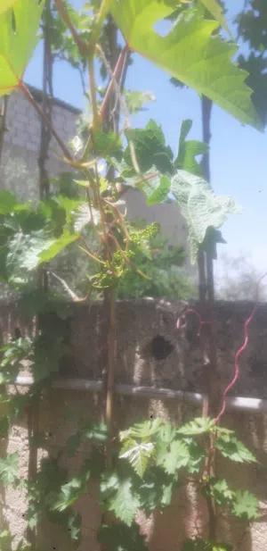 معرشات عنب للبيع في إربد أطوال و احجام كبيره من 2 متر لغاية 4 متر