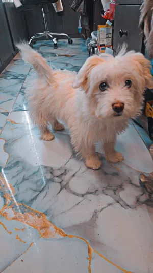 فرنش تيرير لون ابيض