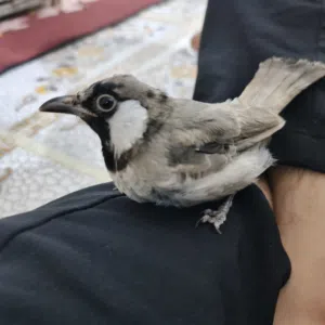 بلبل اليف طين
