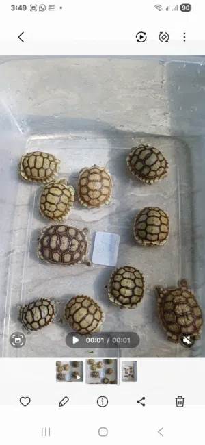 Baby Solcata tortoies