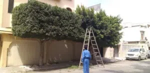 فني تقليم اشجار