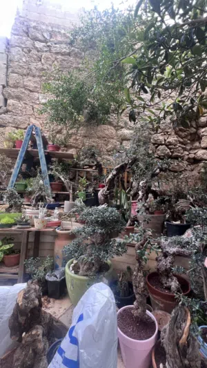 Bonsai mariam