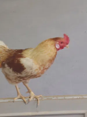 دجاجتين وديك
