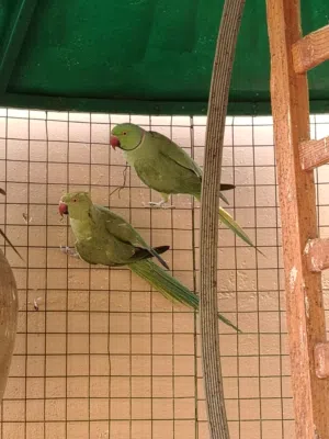 حيونات طيور