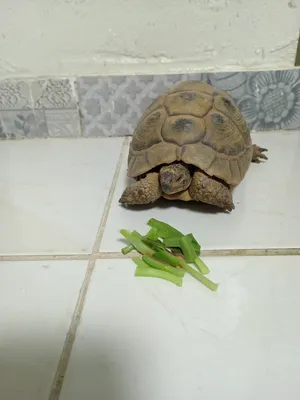 ‏سلاحف‏3