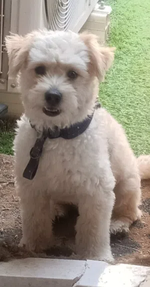 dog male  1 year
