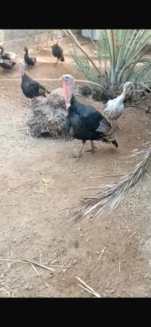 دجاج رومي الحجم كبير