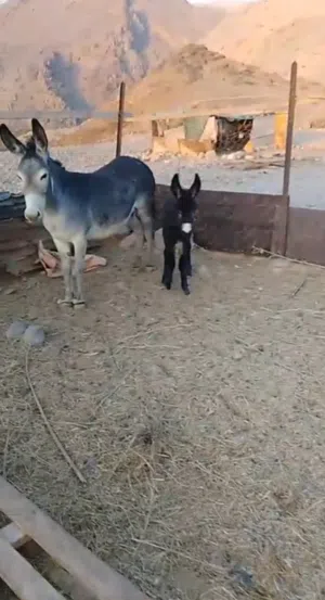 وين الي يدور سلاله عليك بل زين