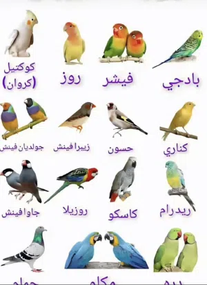 السلام عليكم نستقبل جميع أنواع الطيور