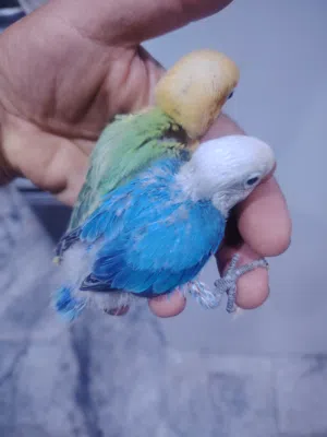 غندور فيشر اوبلاين