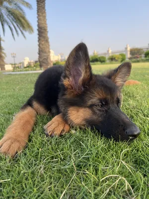 GSD female 2 months and a half  pure breed father FCI