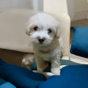 اشيك ولد هافانيز Havanese ميني 50 يوم