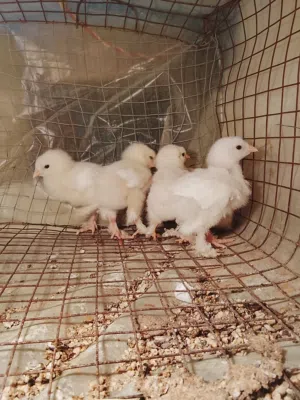 سلام عليكم ورحمة الله وبركاته متاح كتكوت براهما ابيض تلجي درجة اولى عمر 2 5 ايام