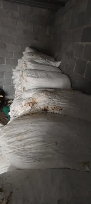 تمر نفيعه للبيع نظيفه  موقع الصليه -الابيض ولايه ..نخل