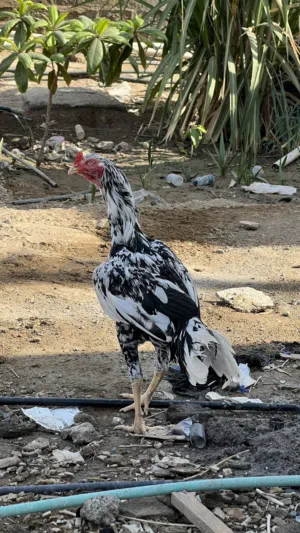 للبيع في طير سندي طويل ودبل بتشوو أمور طيبه