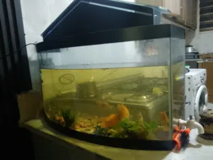 حوض سمك فارغ للبيع