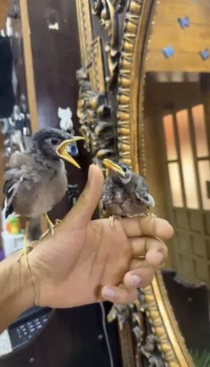 للبيع فروخ مينه