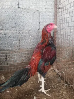 البيع ديك بكستاني18