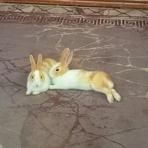 ارانب بعمر 3اشهر
