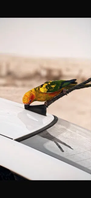 صن كنيور هدد خارجي وداخلي  بطل لمحبين النوادر