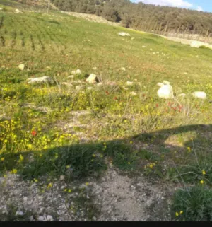 Farm Land for Sale in Jerash Other