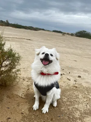 كلب ساموايد مكس مدرب طاعه اساسيه بيتي